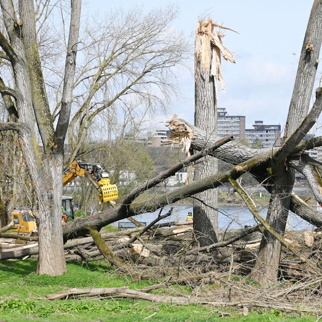 25.03.2024 Köln. In Rodenkirchen werden Sturmschäden beseitigt. Dort waren im Dezember 2023 zahlreiche Bäume umgeknickt. Nun sollen Forstgroßmaschinen aufräumen, die Stadt erwartet Flurschäden. Foto: Alexander Schwaiger
