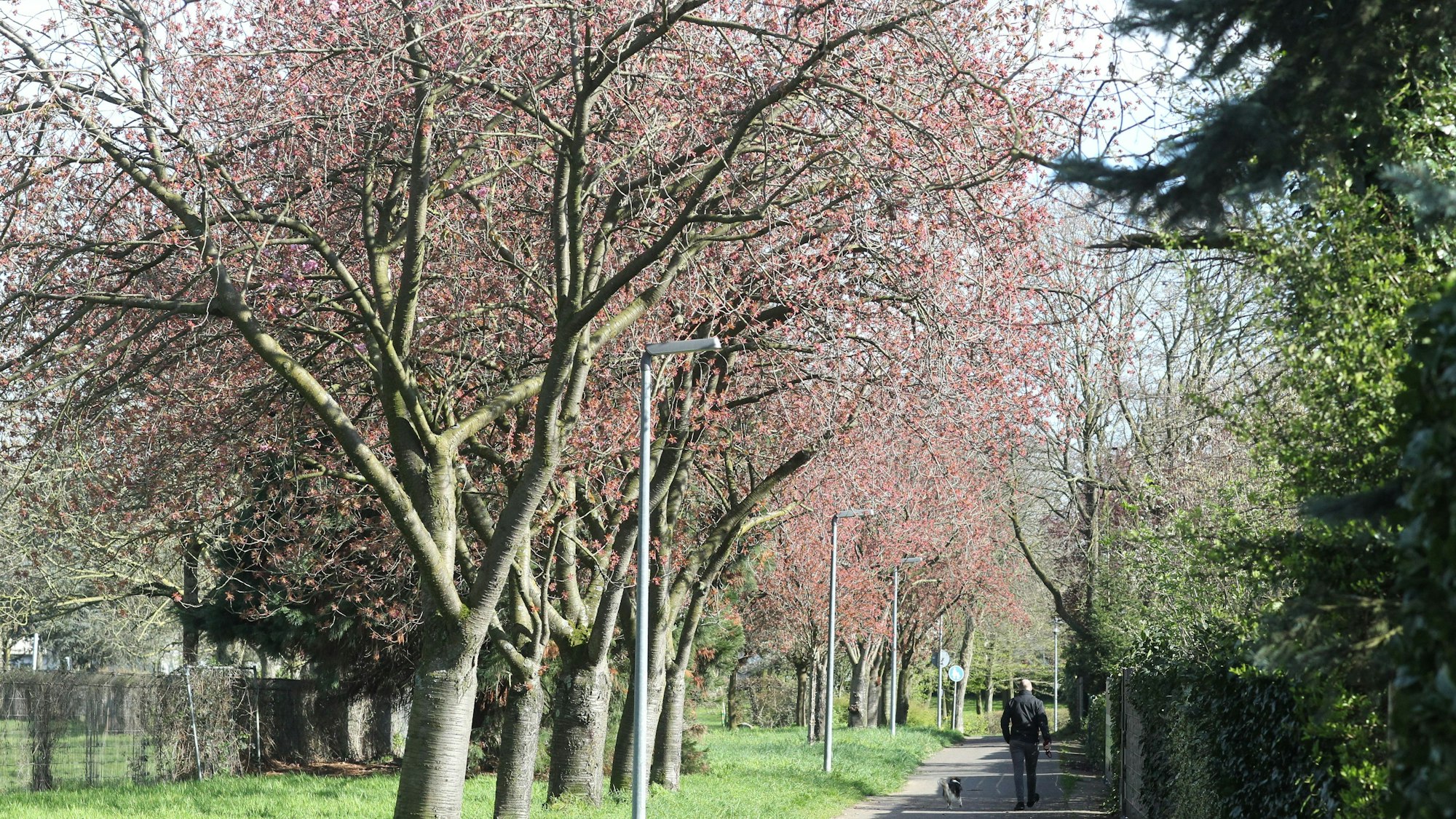 In Menden stehen entlang eines Fußwegs neben dem Sportplatz auch 30 Kirschblütenbäume.