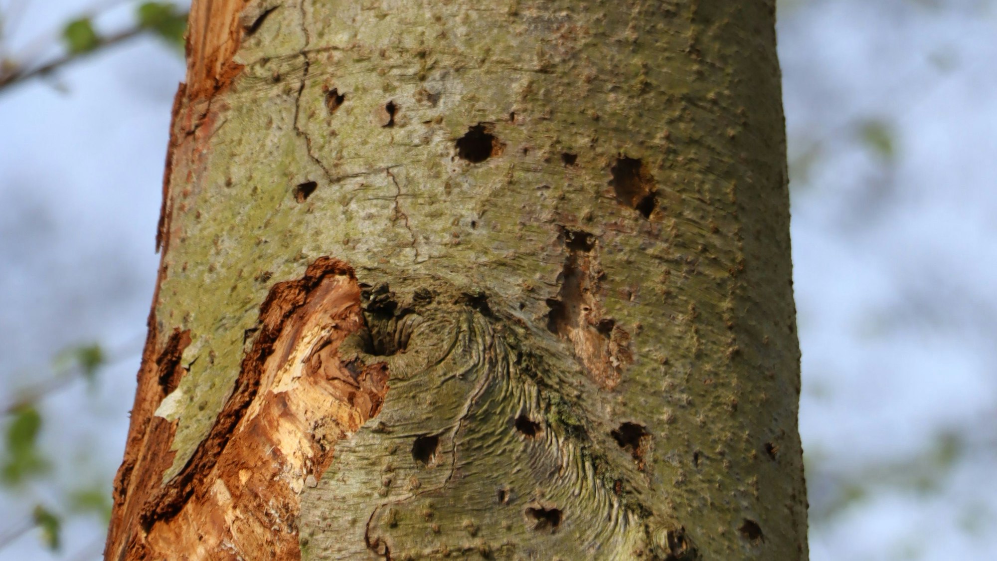 Auf dem Foto ist ein abgesägter Baum zu sehen. In seinen Stamm haben bereits Bienen und andere Insekten ein Zuhause gefunden.