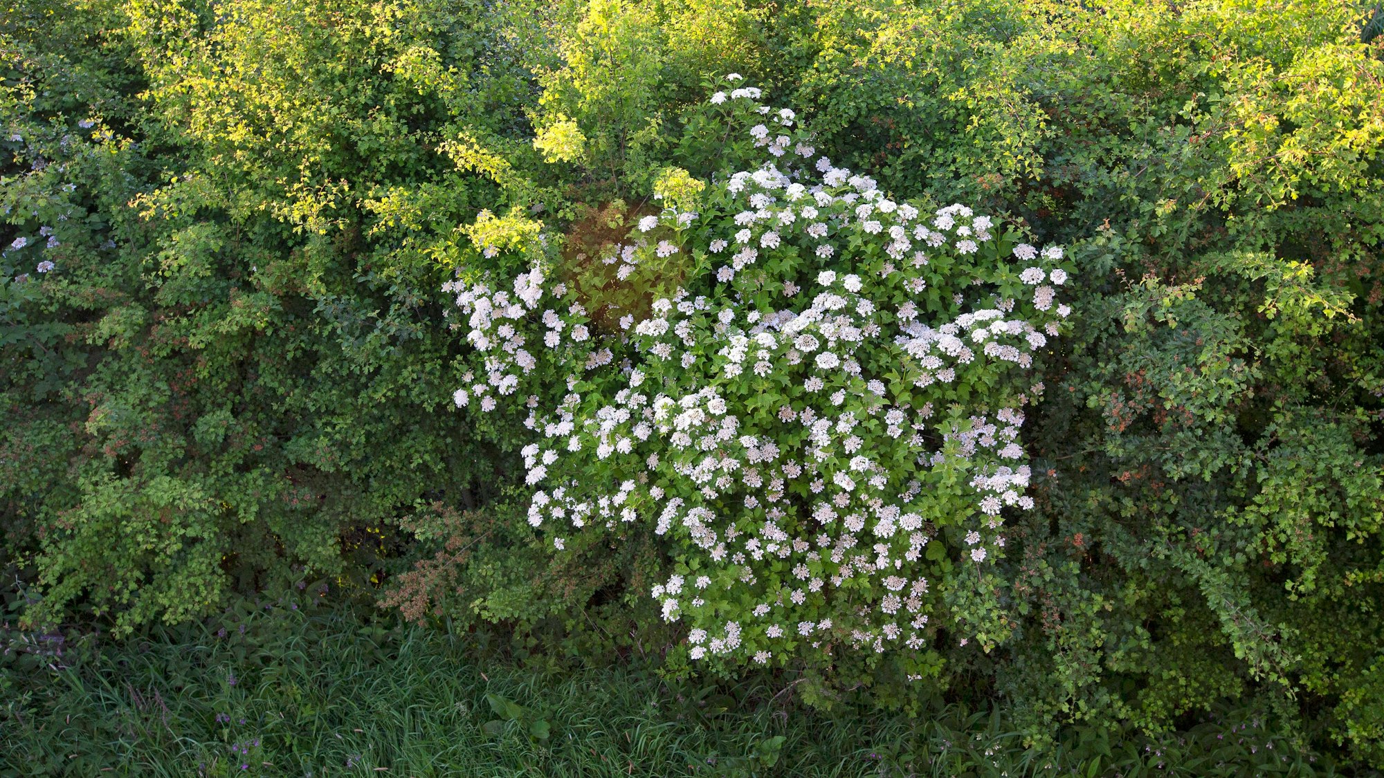 Der Gewöhnliche Schneeball verziert eine sonst grüne Hecke mit weißen Blüten.