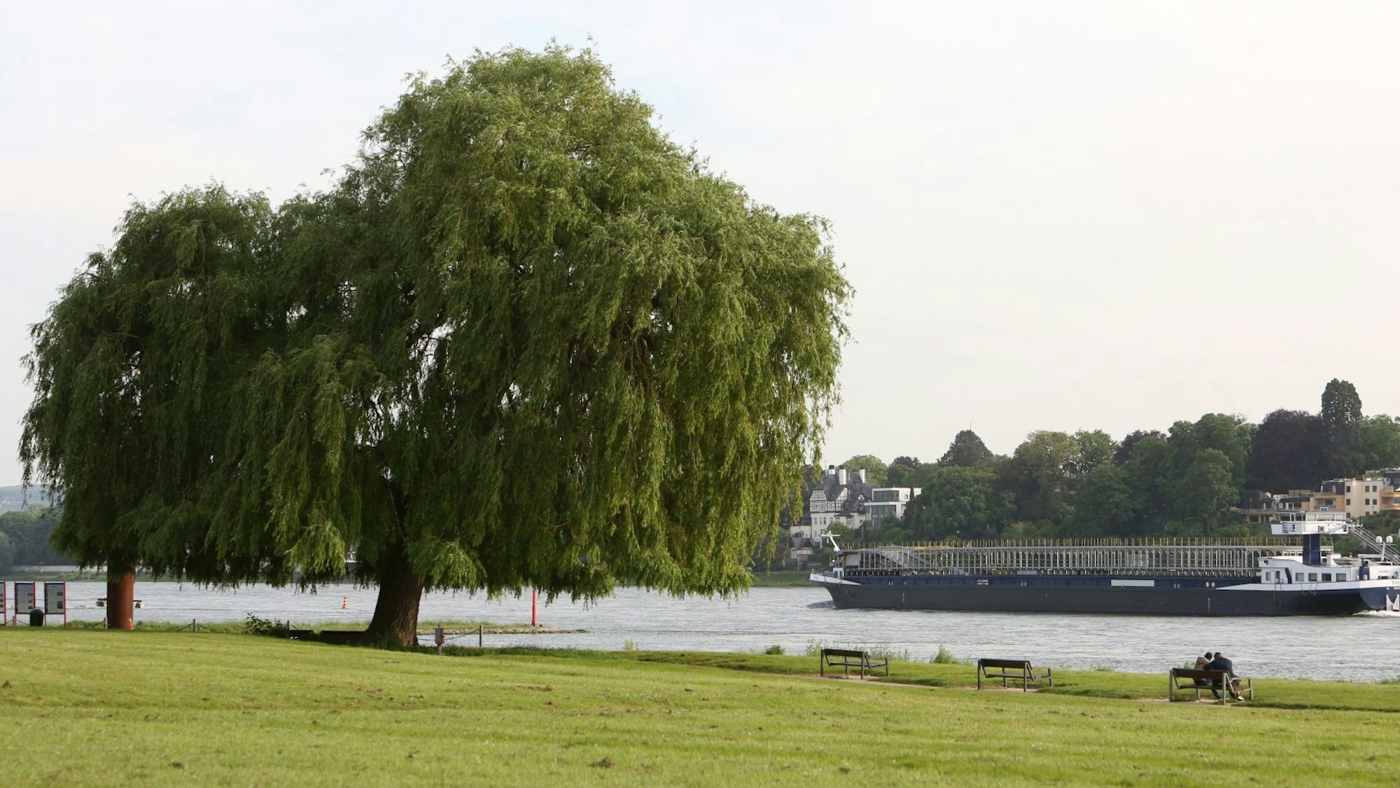 Eine große Trauerweide steht auf einer Wiese, auf dem Rhein fährt ein Frachtschiff vorbei.