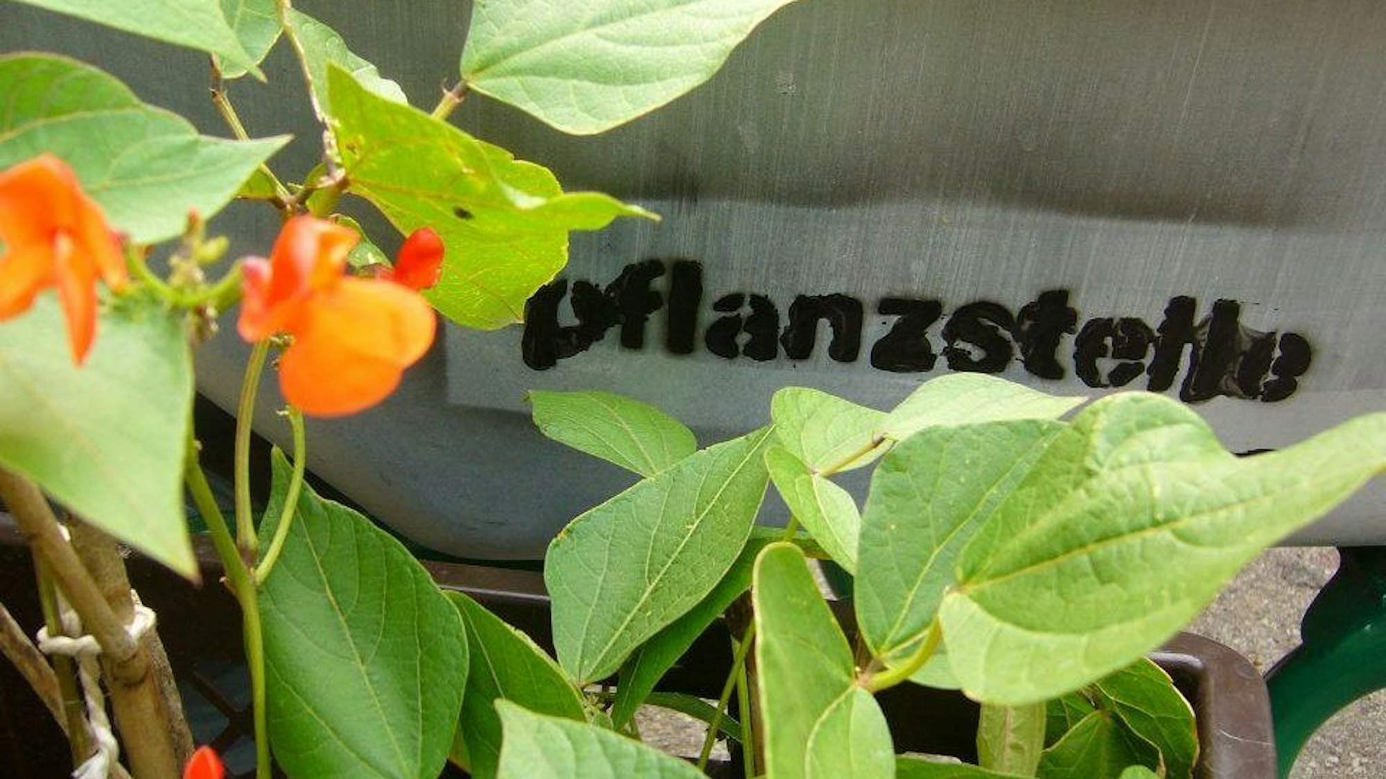 Urban Gardening Projekt Pflanzstelle Kalk: Eine blühende Pflanze vor dem Schild der Pflanzstelle
