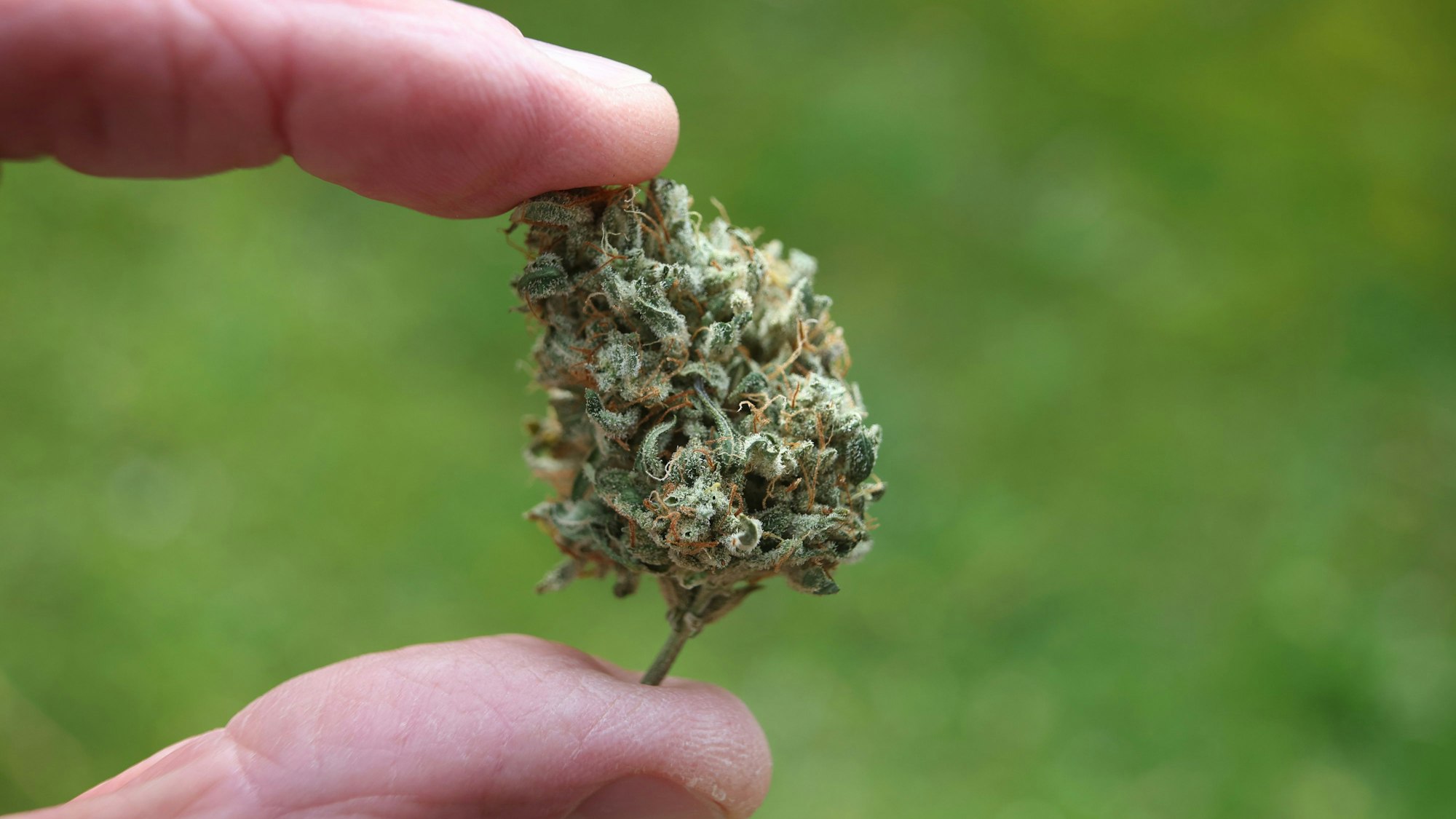 Eine Hand hält eine getrocknete Cannabis-Blüte. Der Bundestag hat die kontrollierte Freigabe zum 1. April beschlossen.