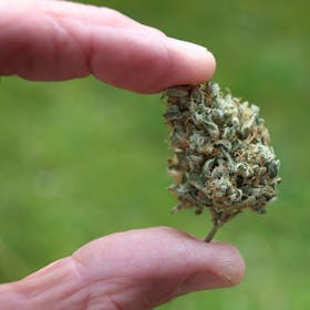 Eine Hand hält eine getrocknete Cannabis-Blüte. Der Bundestag hat die kontrollierte Freigabe zum 1. April beschlossen.