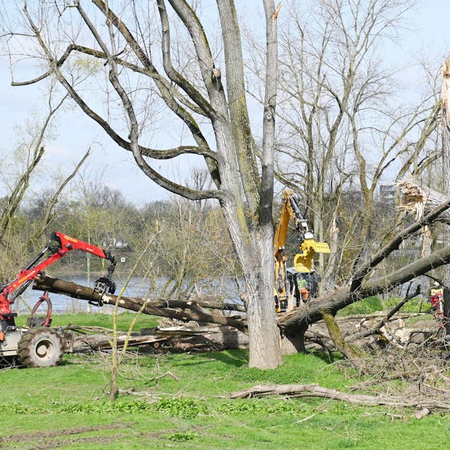 In Rodenkirchen werden Sturmschäden beseitigt. Dort waren im Dezember 2023 zahlreiche Bäume umgeknickt. Nun sollen Forstgroßmaschinen aufräumen, die Stadt erwartet Flurschäden.