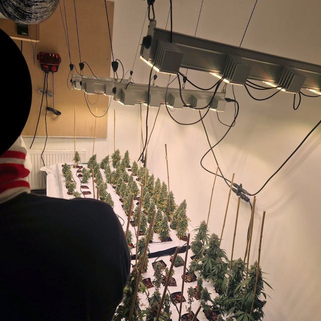Ein Mann steht mit dem Rücken zur Kamera, im Hintergrund sind Cannabis-Pflanzen zu sehen.