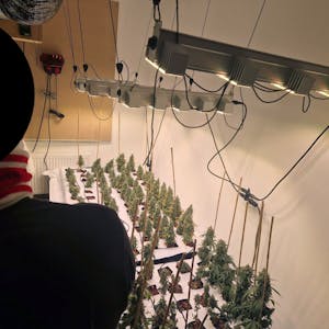 Ein Mann steht mit dem Rücken zur Kamera, im Hintergrund sind Cannabis-Pflanzen zu sehen.