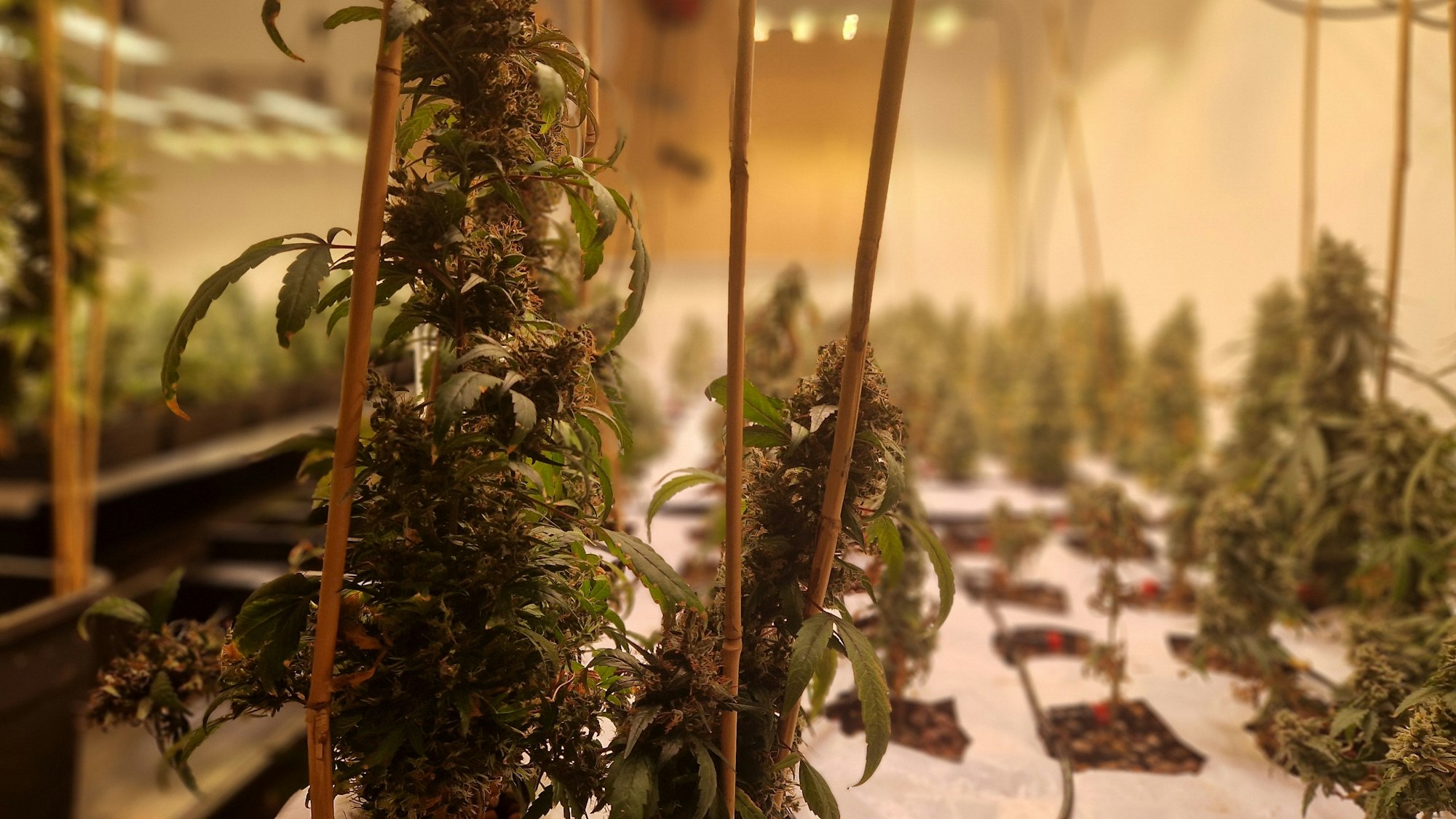 Aufnahme von Cannabis-Pflanzen.