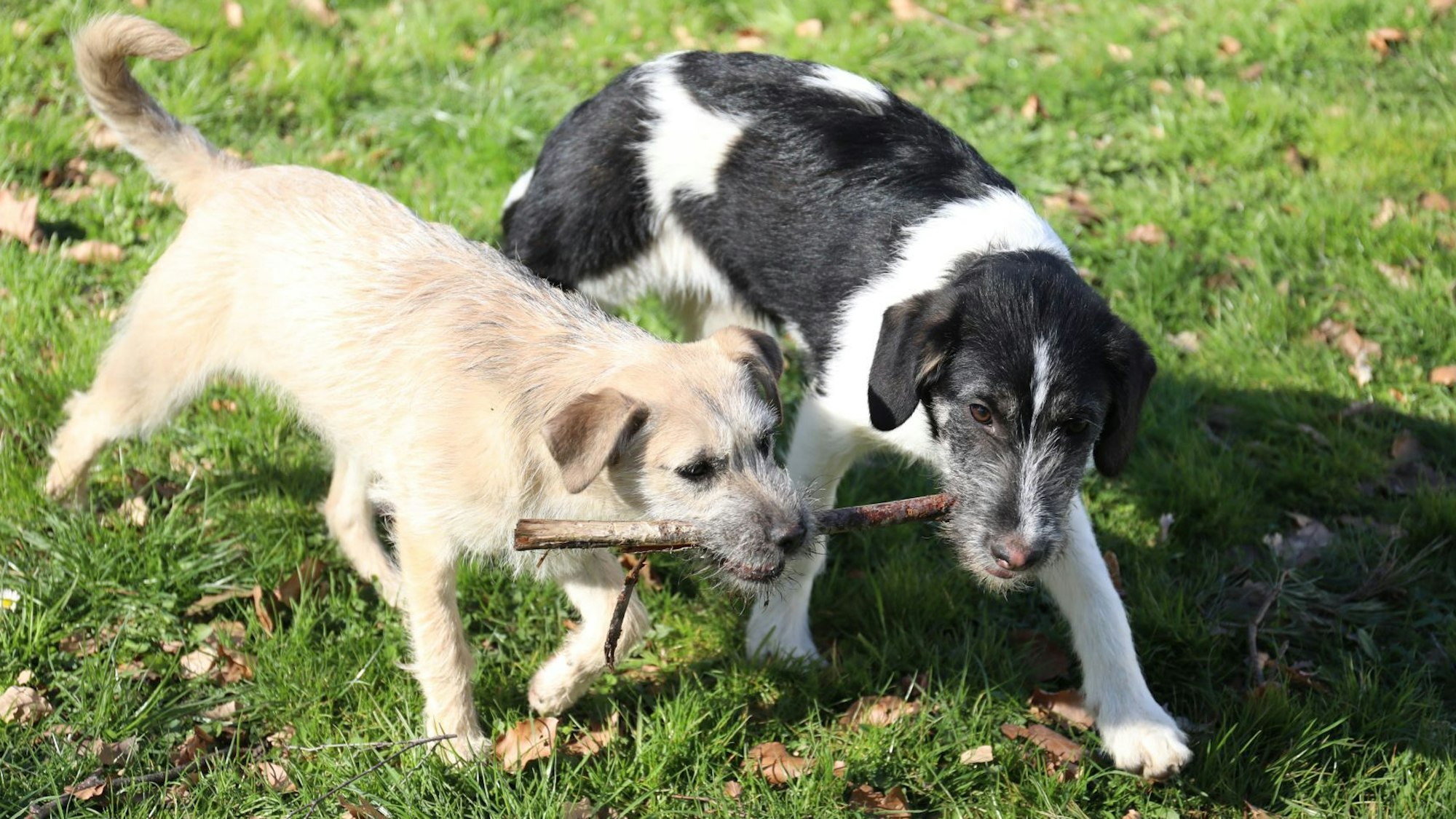 Zwei junge Hunde – der eine mit beigem, der andere mit schwarz-weißem Fell – halten gemeinsam einen Ast in den Mäulern.