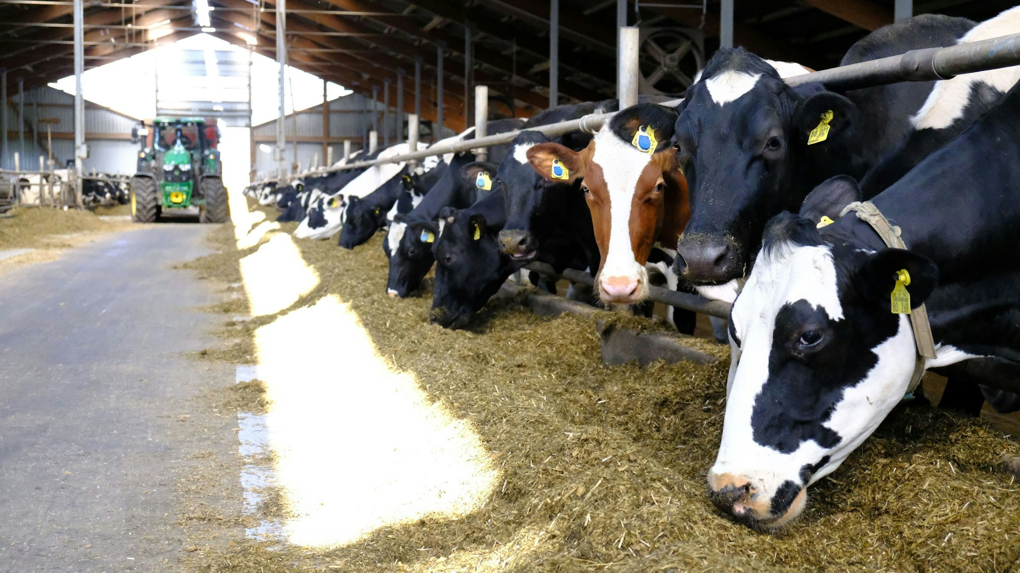 Kühe stehen in einem modernen Stall und fressen. Im Hintergrund ist ein Traktor zu erkennen.
