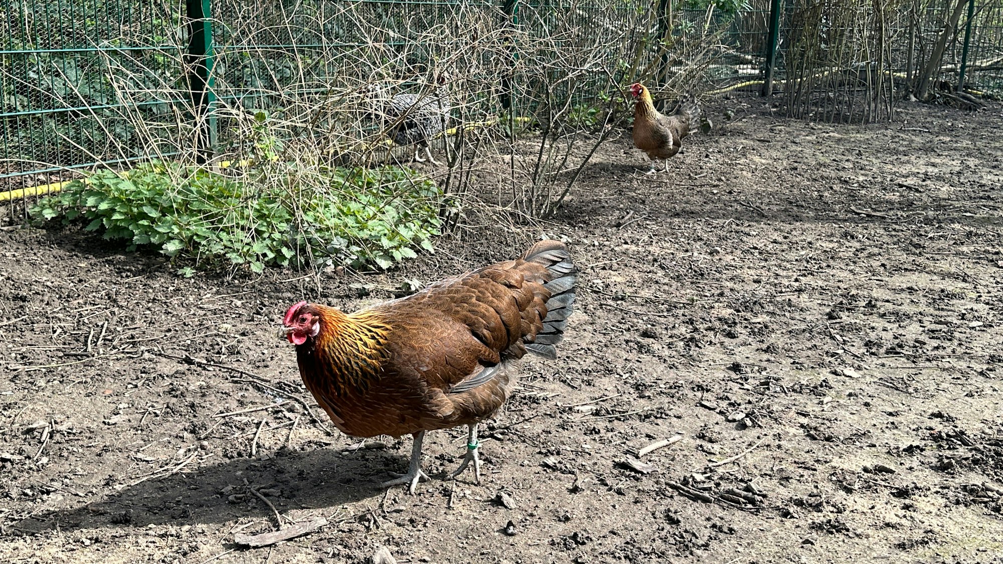Drei verbleibende Hühner im Finkens Garten passen nicht in das pädagogische Konzept, weil es Nutztiere sind.