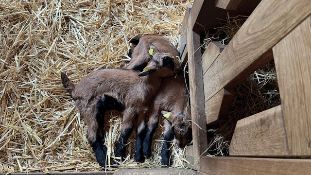 Neugeborene Ziegen liegen im Stroh im Kölner Zoo.