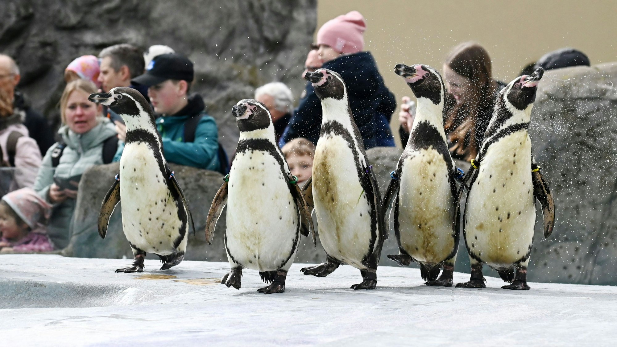 28.03.2024 Köln. Die Pinguine im Zoo dürfen zurück in ihr Gehege. Sie mussten wegen der Vogelgrippe in einem sicheren Bereich bleiben. Foto: Alexander Schwaiger