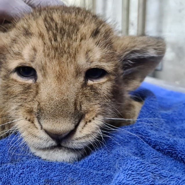 Stoisch ließen die Löwenjunge die Impfung über sich ergehen. Sie wird sie vor Katzenschnupfen und Katzenseuche schützen.