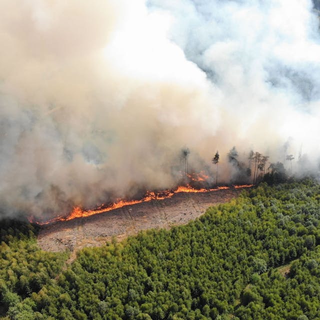 Auch bei Waldbränden wie hier im Sauderland wurden große Flächen in den NRW-Wäldern vernichtet.