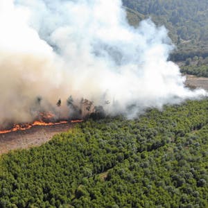 Auch bei Waldbränden wie hier im Sauderland wurden große Flächen in den NRW-Wäldern vernichtet.