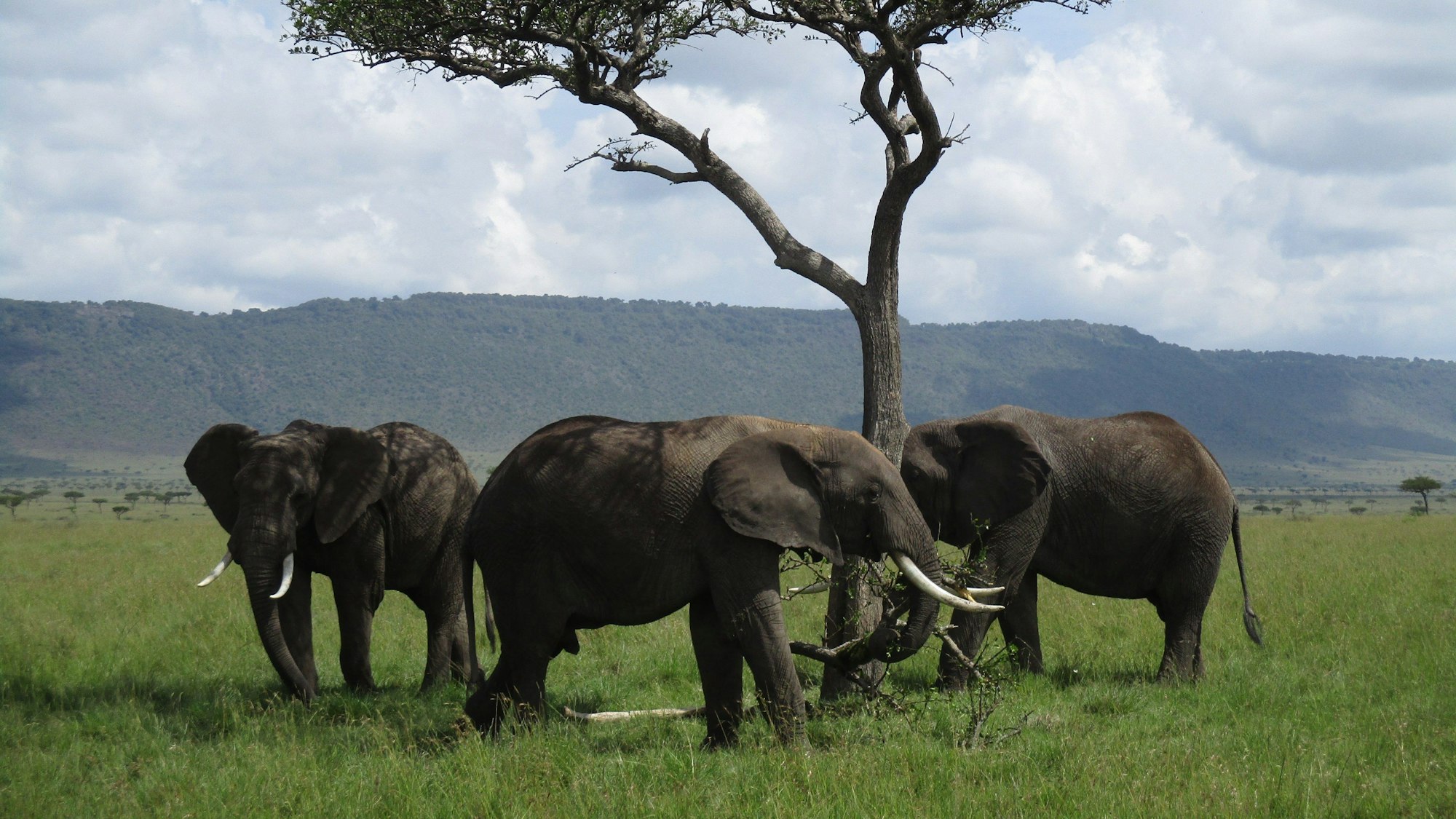 Drei Elefanten stehen vor einem Baum.