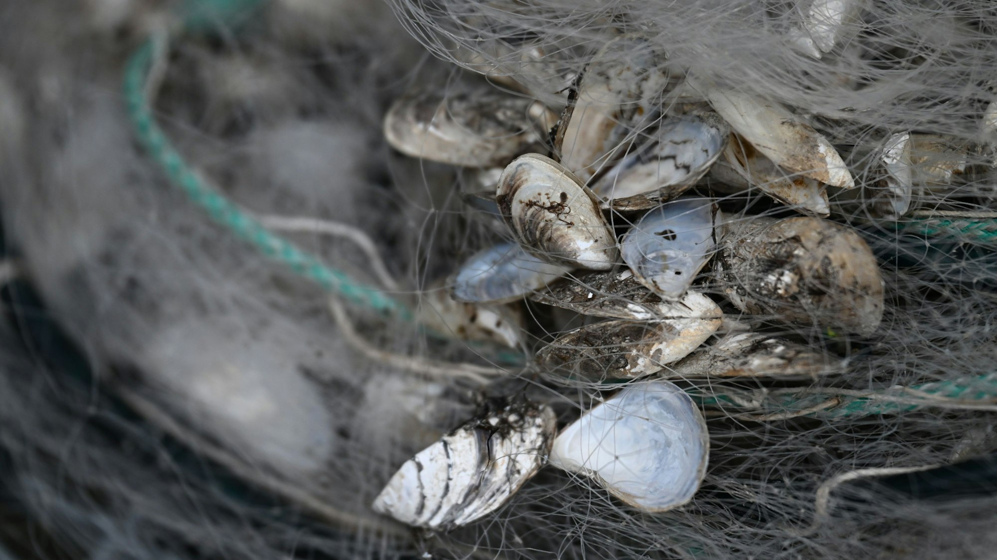 Quagga-Muscheln hängen in einem Fischernetz am Bodensee fest. Die invasive Art breitet sich in Deutschland rasant.