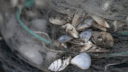 Quagga-Muscheln hängen in einem Fischernetz am Bodensee fest. Die invasive Art breitet sich in Deutschland rasant.