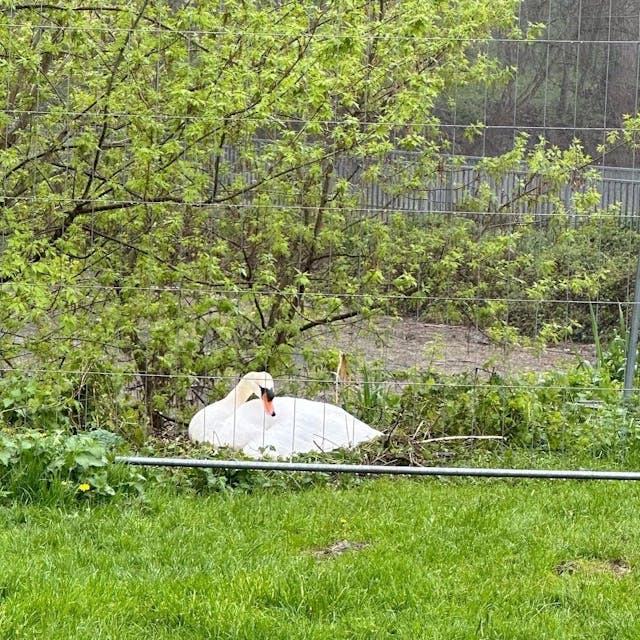 Ein Schwan sitzt auf einer Grünfläche vor einem Strauch auf seinem Nest, darum ist ein Bauzaun errichtet.