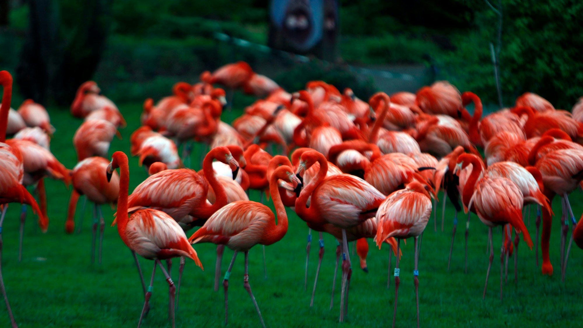 Eine Gruppe Flamingos steht in ihrem Gehege.