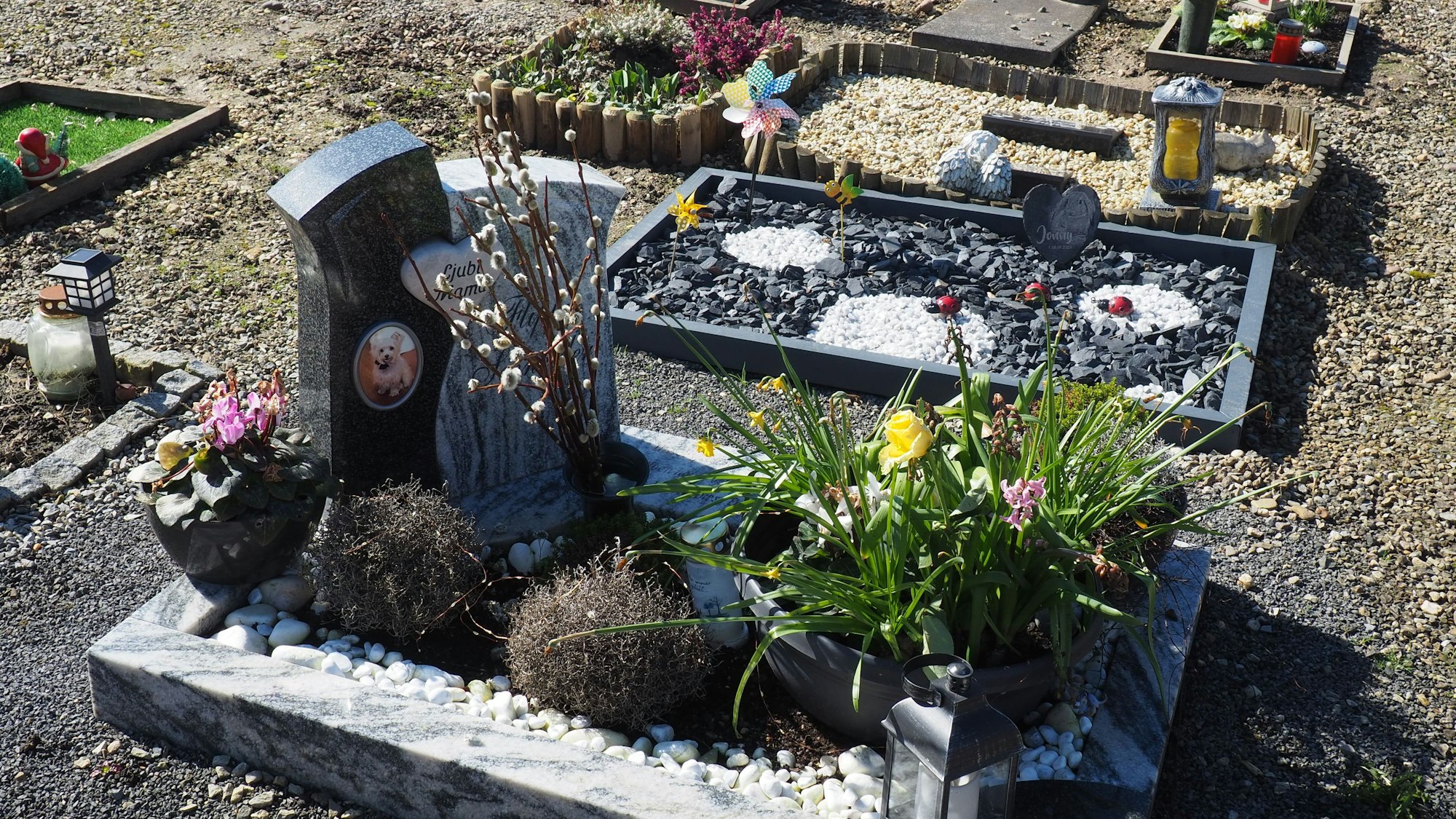Zu sehen ist ein Friedhof mit Gräbern von Tieren.