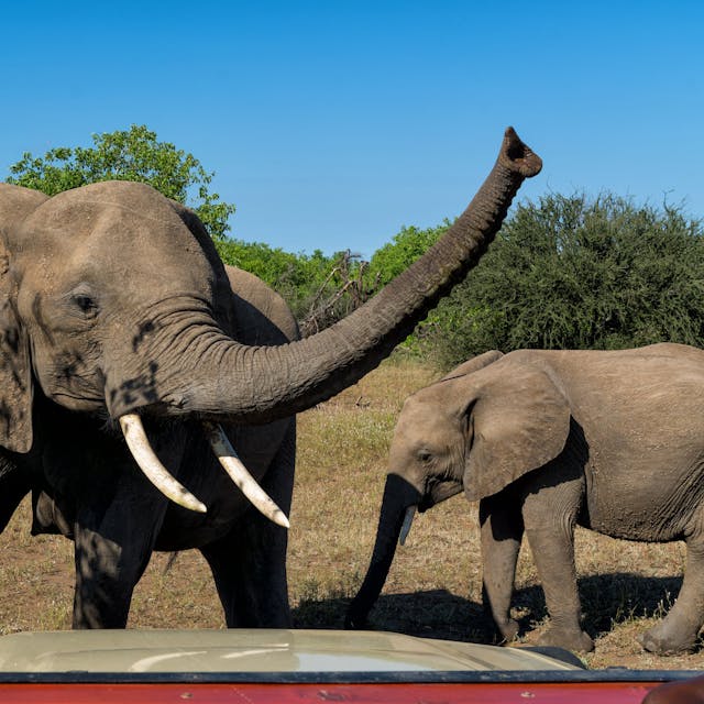 Ein Elefant in Botswana mit Jungtier.