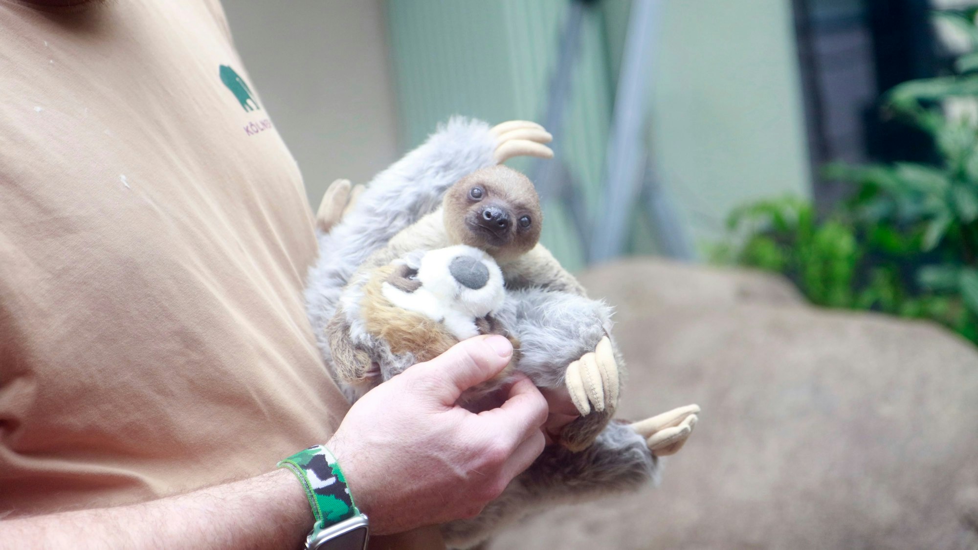Ein Faultier auf dem Arm eines Pflegers im Kölner Zoo.