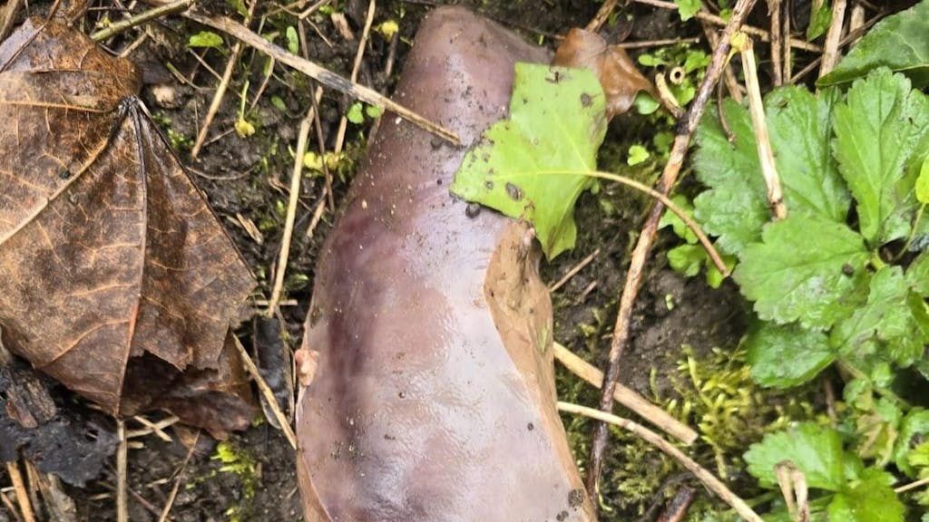 Der bekannte Biologe und Forensiker Dr. Mark Benecke teilte dieses Foto eines Organs (mutmaßlich einer tierischen Leber), welches in einem Wald bei Freiburg gefunden wurde. Das Bild wurde ihm von einem Fan zugeschickt, Benecke teilte das Foto auf seinem Facebook-Kanal.