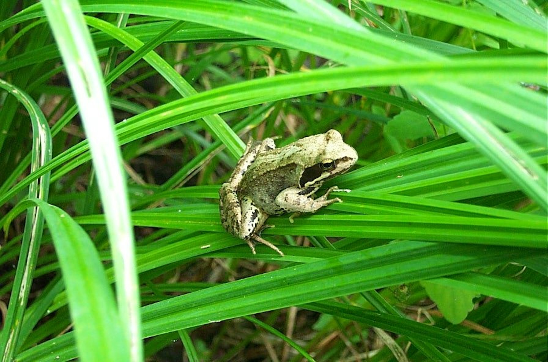 Ein Frosch sitzt im grünen Gras.
