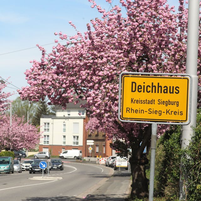 Im Siegburger Stadtteil Deichhaus stehen entlang der Frankfurter Straße gut zwei Dutzend Kirschbäume.
