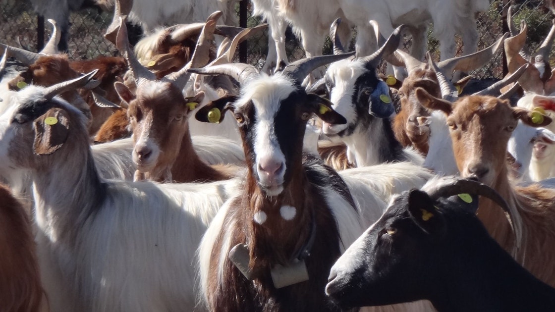 Italia: le capre minacciano il patrimonio culturale mondiale – una misura strana