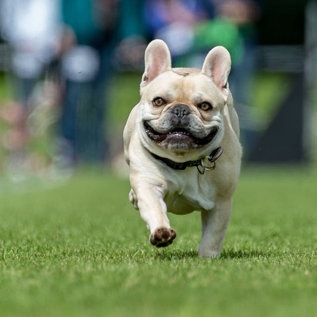 Eine Französische Bulldogge rennt über eine Wiese.