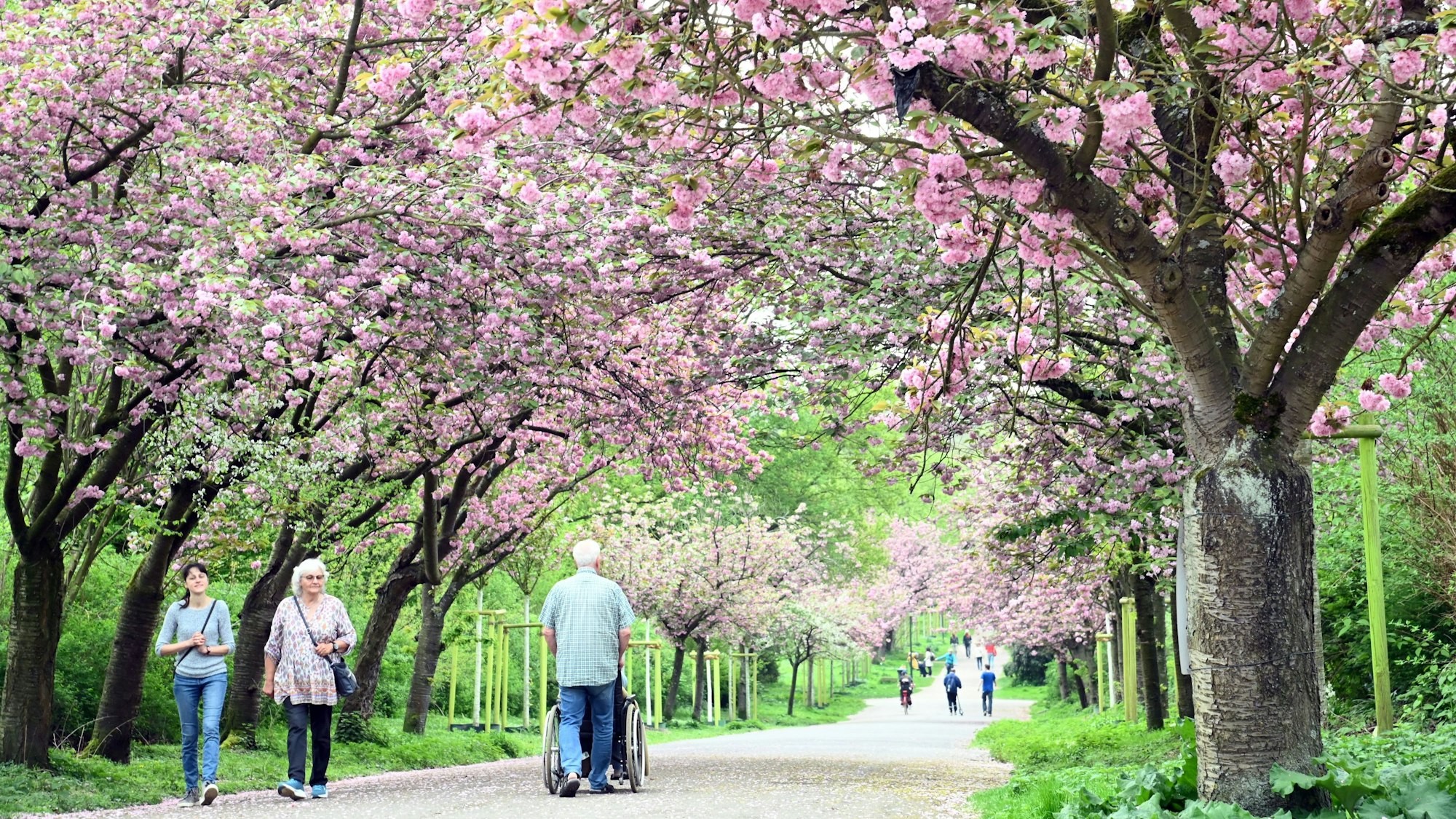 Spaziergänger auf einer Allee aus blühenden Kirschbäumen