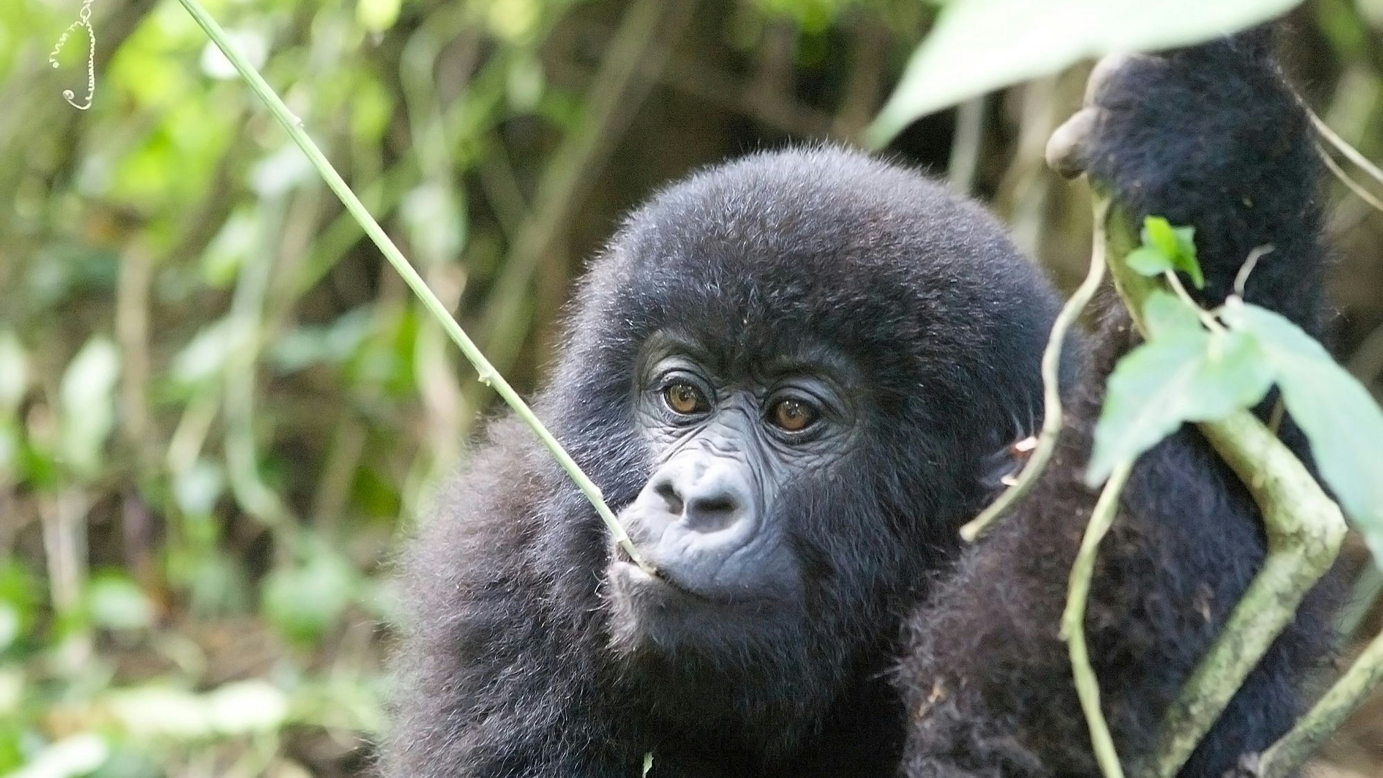 Young mountain gorilla at the Virunga National Park Democratic Republic of the Congo