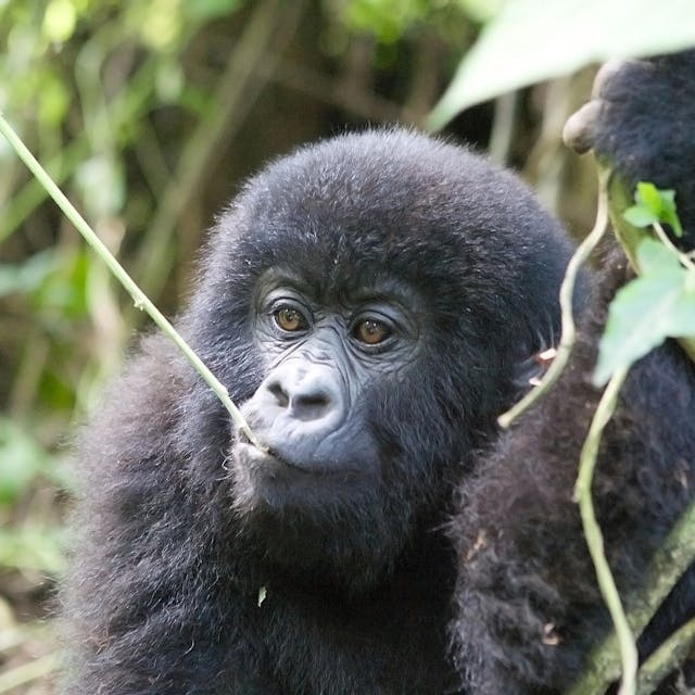 Young mountain gorilla at the Virunga National Park Democratic Republic of the Congo