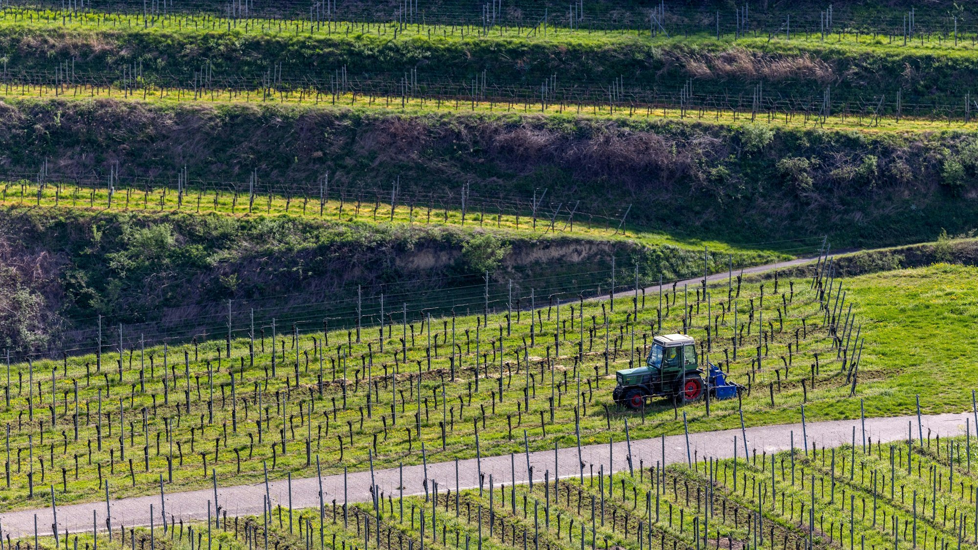 Ein Landwirt fährt mit einem schmalen Traktor durch die Weinreben.
