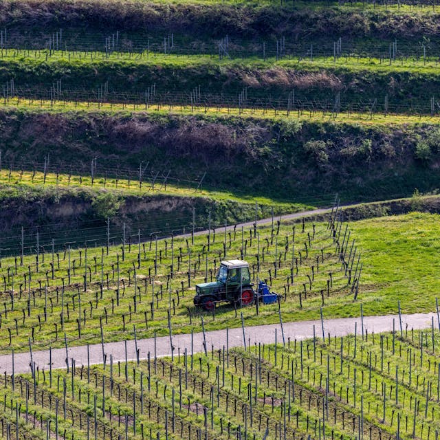 Ein Landwirt fährt mit einem schmalen Traktor durch die Weinreben.