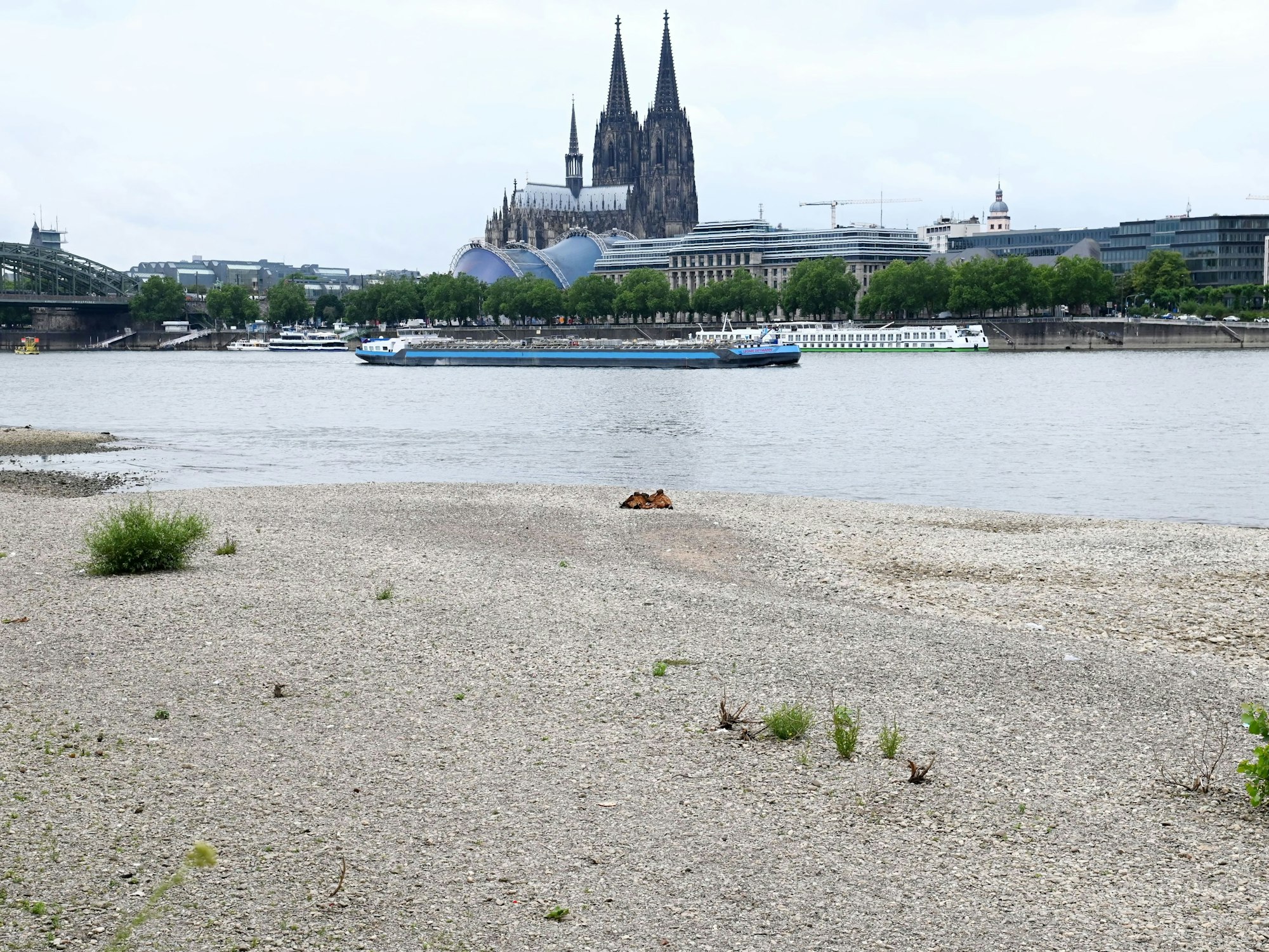 Niedrigwasser in Köln mit Blick auf den Dom.