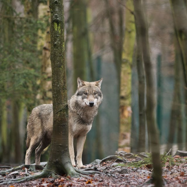 Ein Wolf steht in einem Wald zwischen Bäumen.