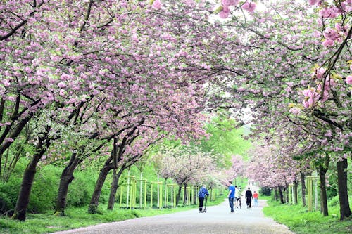Blühende Kirschbäume in der Allee am Sülzer Aquarienweg