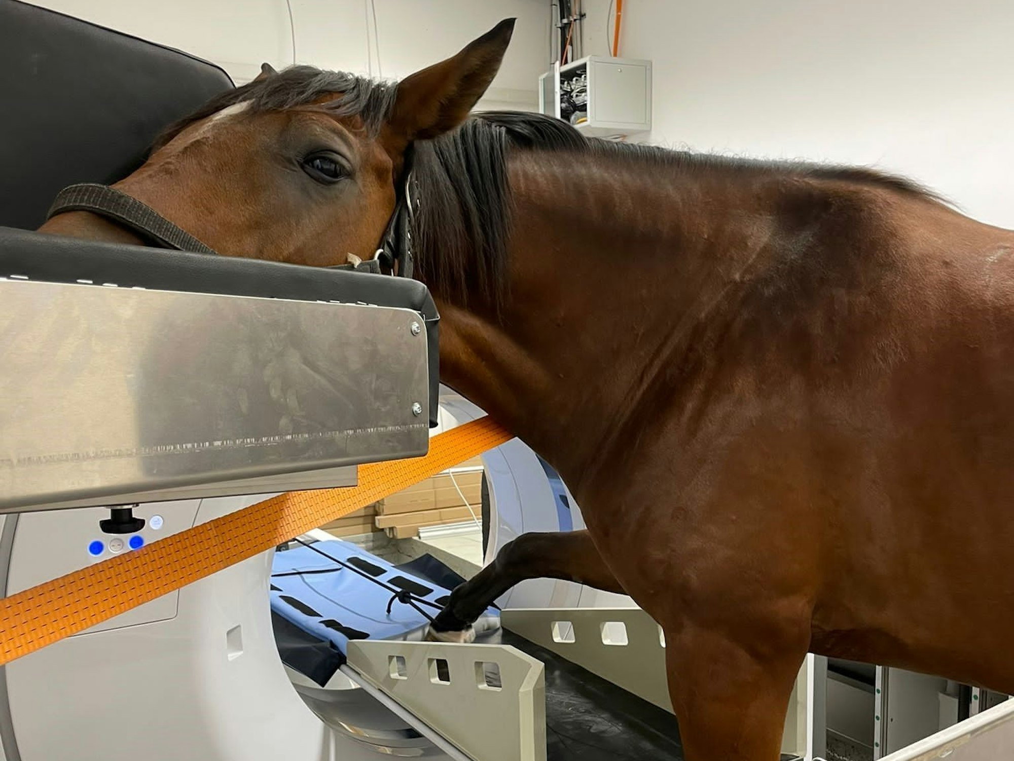 Ein Pferd bei einer CT-Untersuchung des rechten Vorderlaufs.