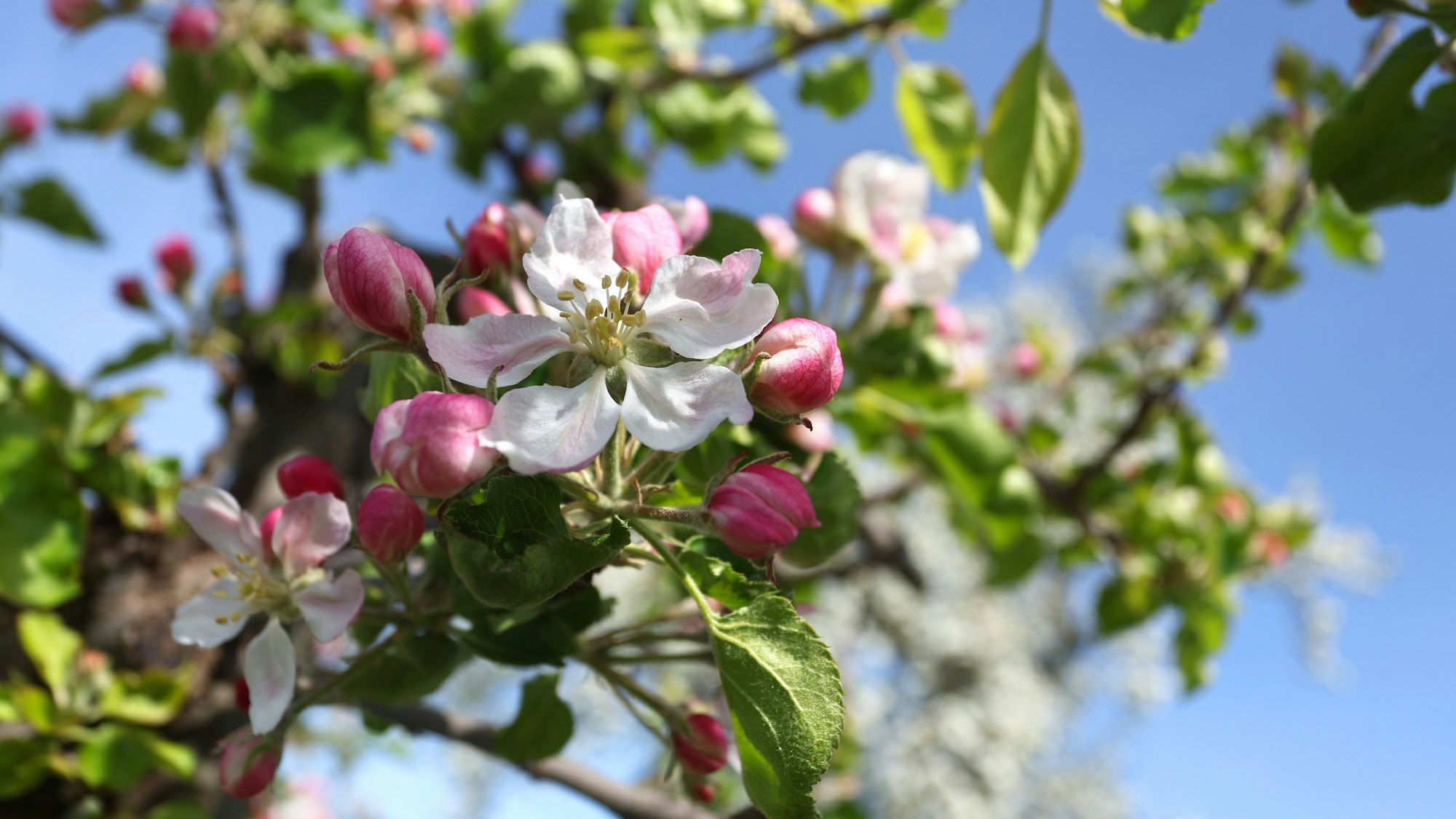 Apfelbäume blühen in einer Plantage im Sonnenschein