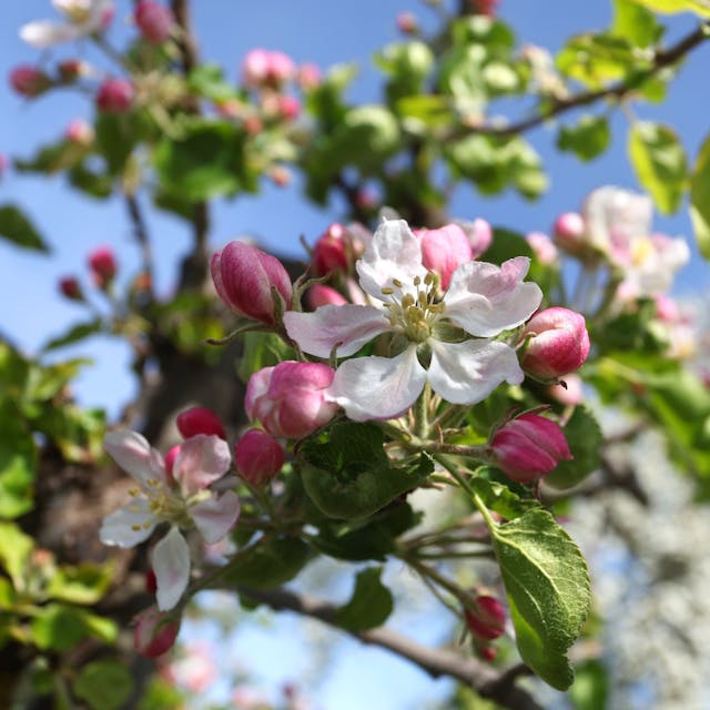 Apfelbäume blühen in einer Plantage im Sonnenschein