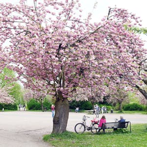 Ein großer Platz umringt von rosa blühenden Kirschbäumen, ein paar Menschen spazieren und sitzen auf den Bänken am Rand