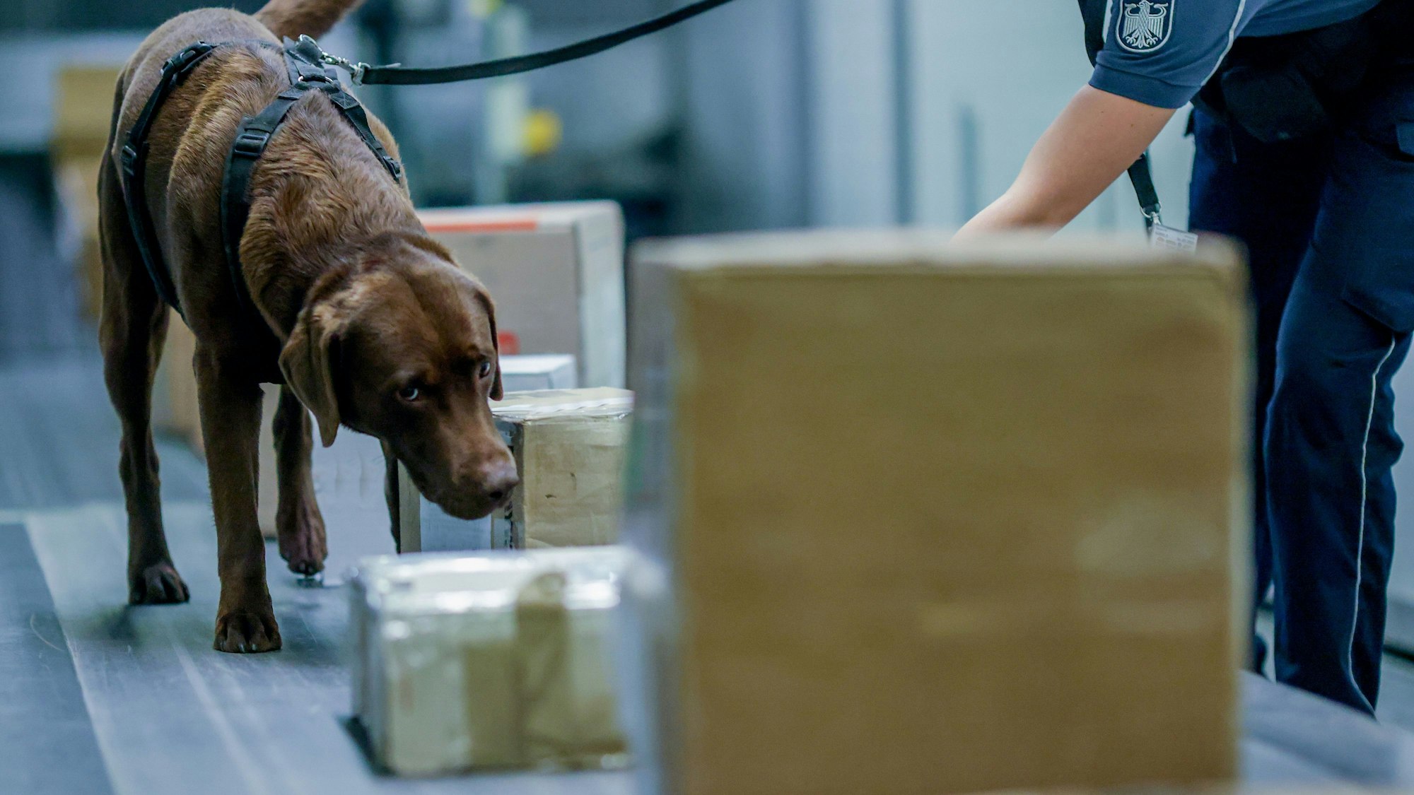 Ein brauner Labrador erschnüffelt auf einem Band den Inhalt von Frachtware am Flughafen Köln/Bonn.