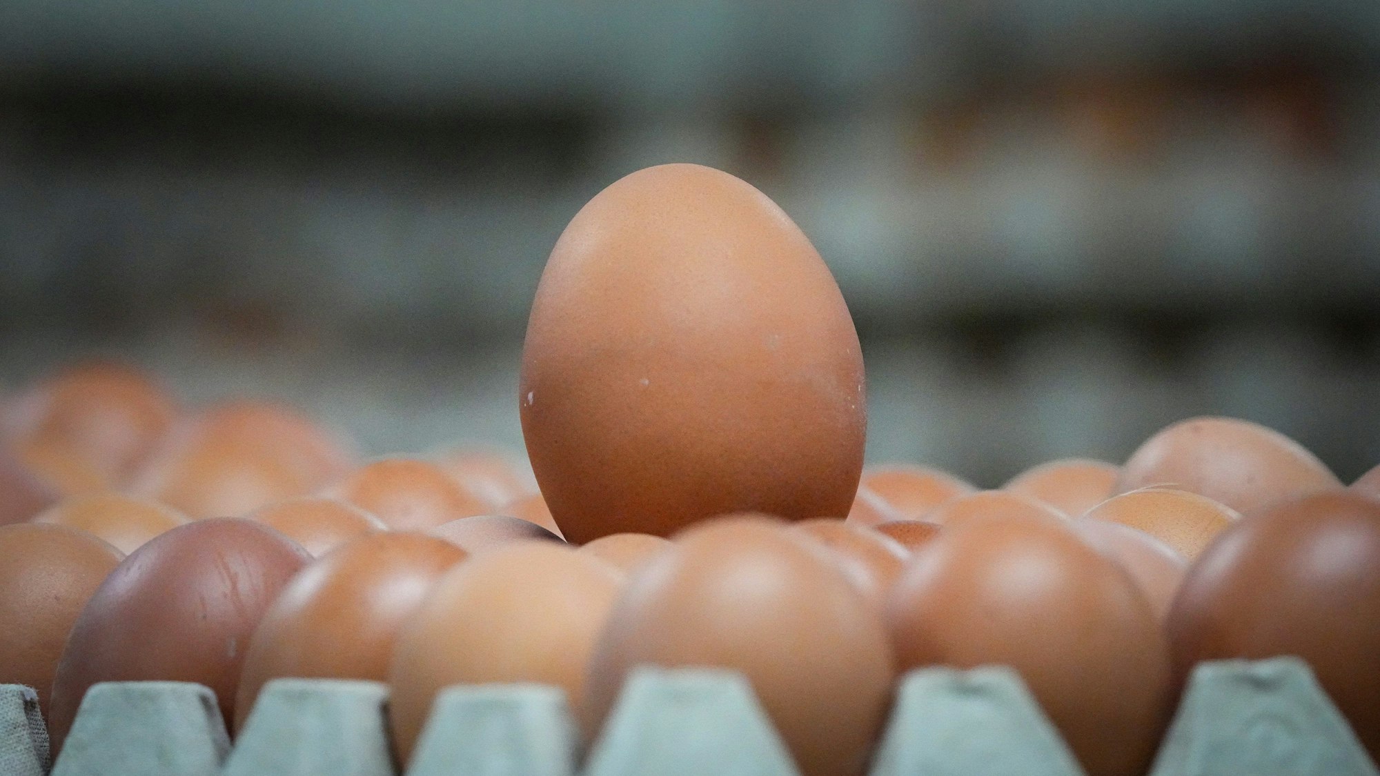 Braune Eier liegen in einer Verpackungshalle.