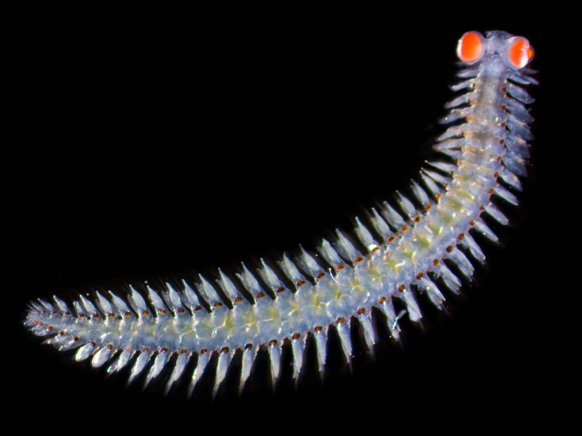 Diese Meereswürmer haben im Vergleich zu ihrer Körpergröße extrem große Augen. Ob die Würmer damit eher nach Beute oder nach möglichen Partnern Ausschau halten, ist aber bisher noch unklar.