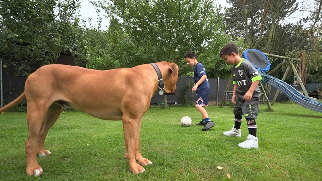 Der 55-Kilo-Hund kontrolliert die Bewegungsfreiheit seiner Menschen. (Bild: RTL)