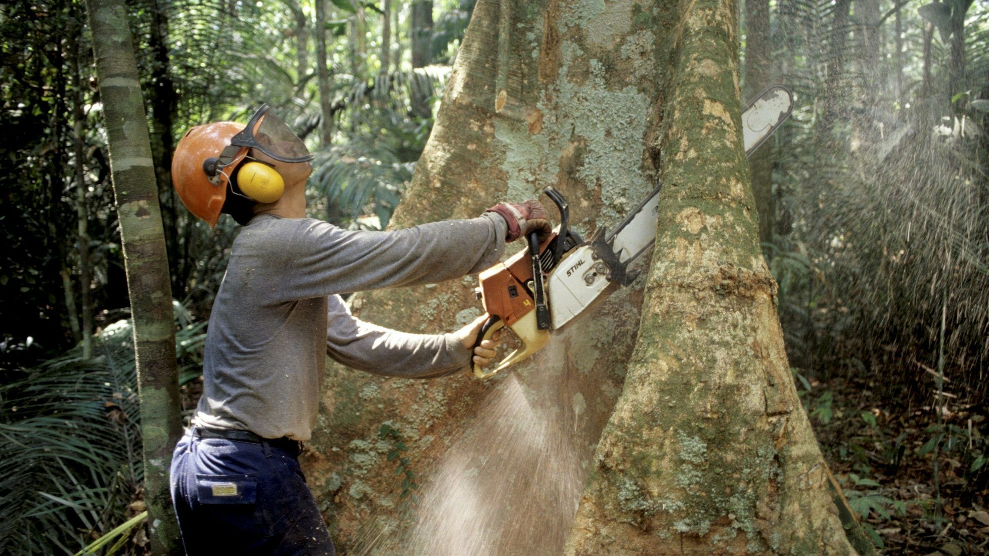 Ein Holzfäller fällt mit einer Kettensäge im Regenwald des Amazonas einen Baum.